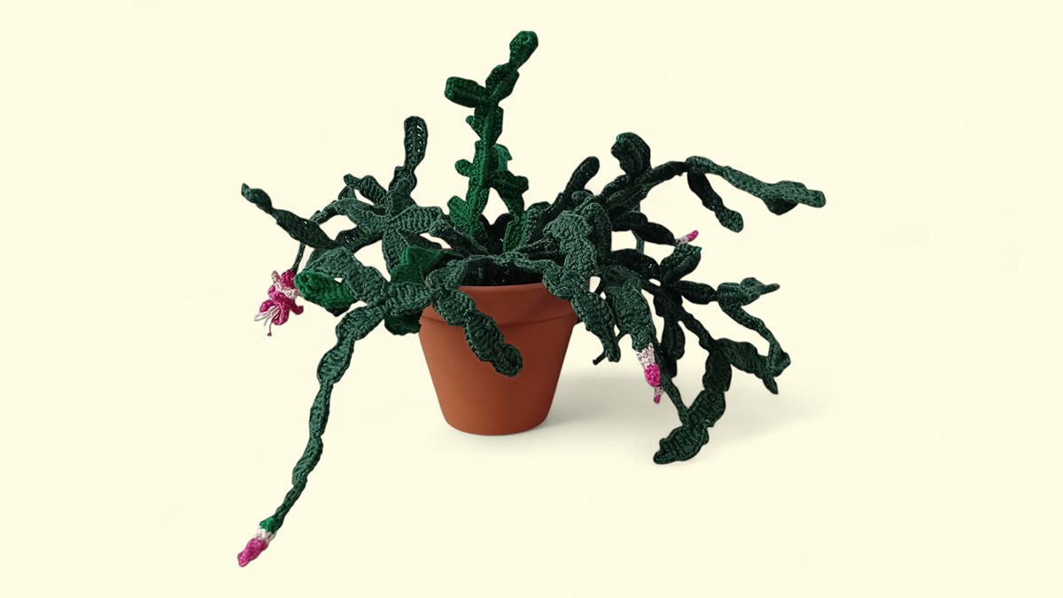 Lidcactus haken